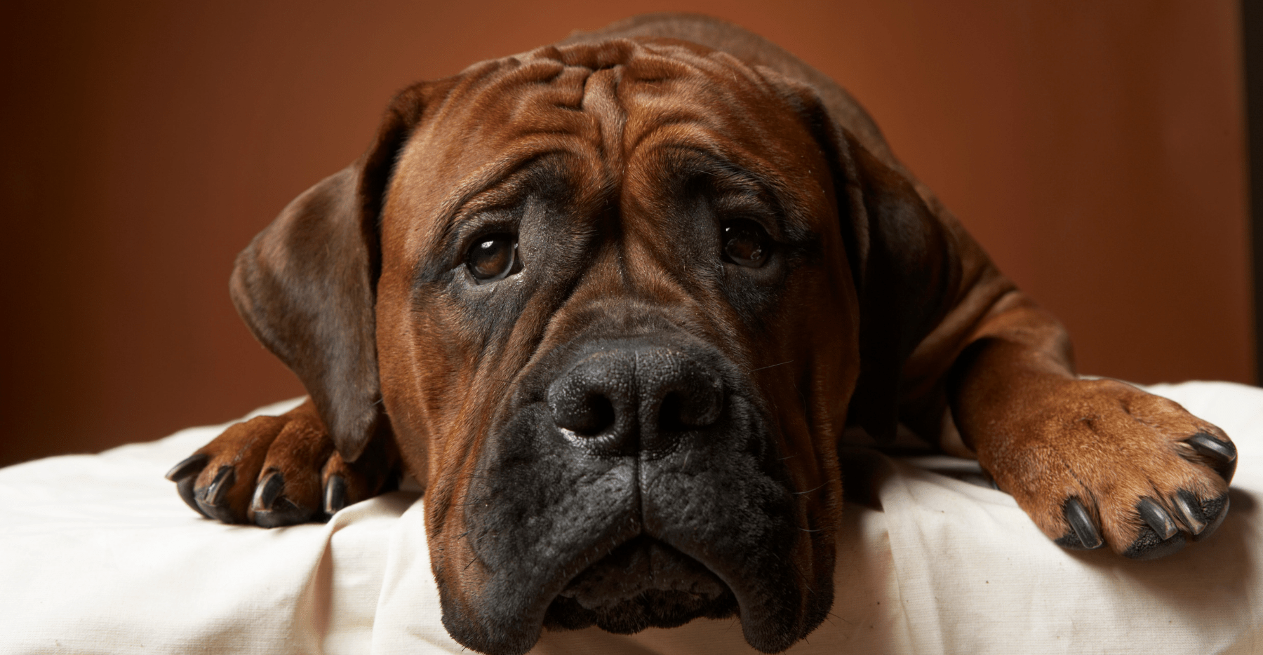 How Do You Tell if a Dog is in Pain